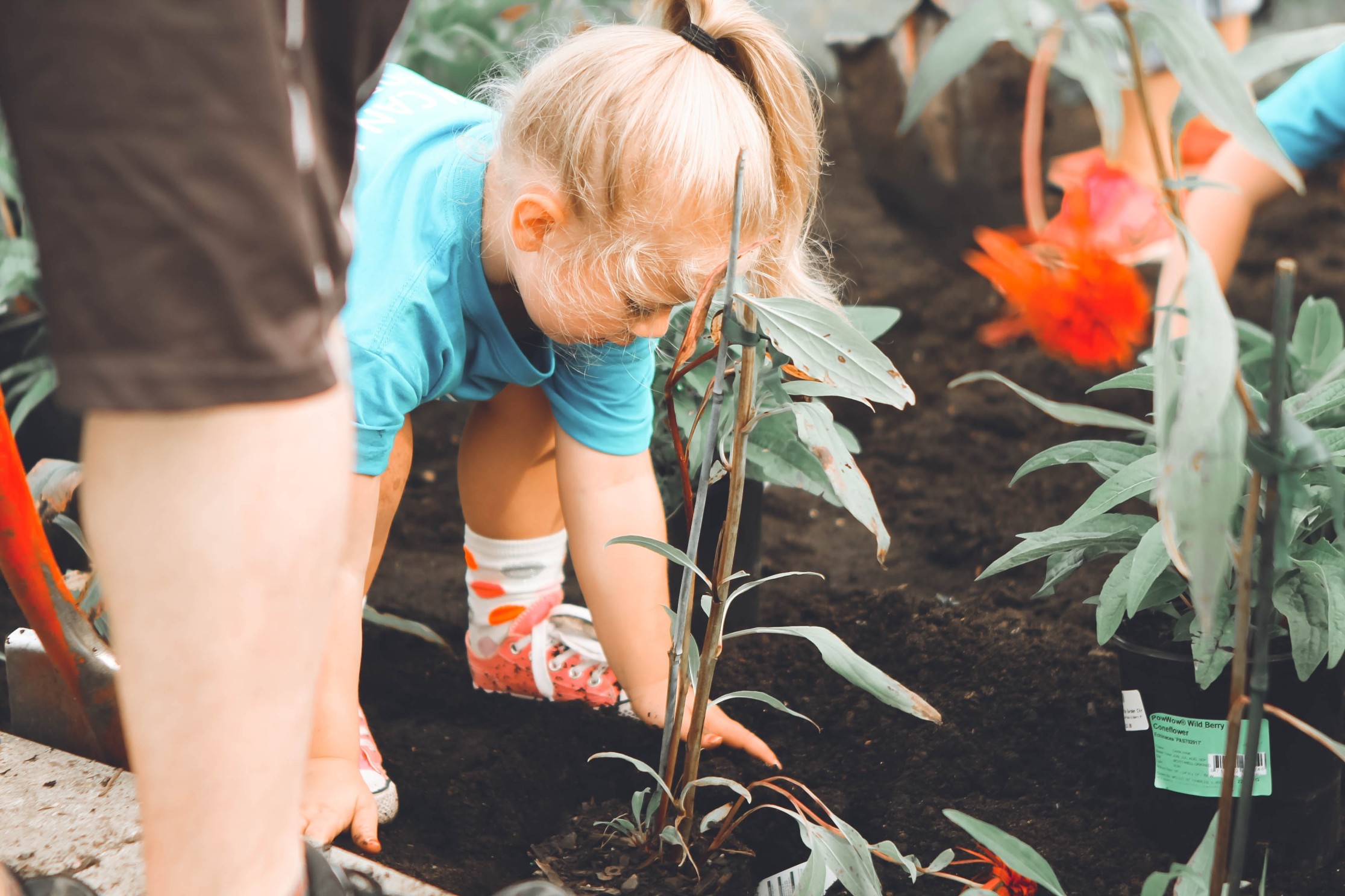 A small child crouches in a garden bed, hands in the soil, planting a young flowering plant